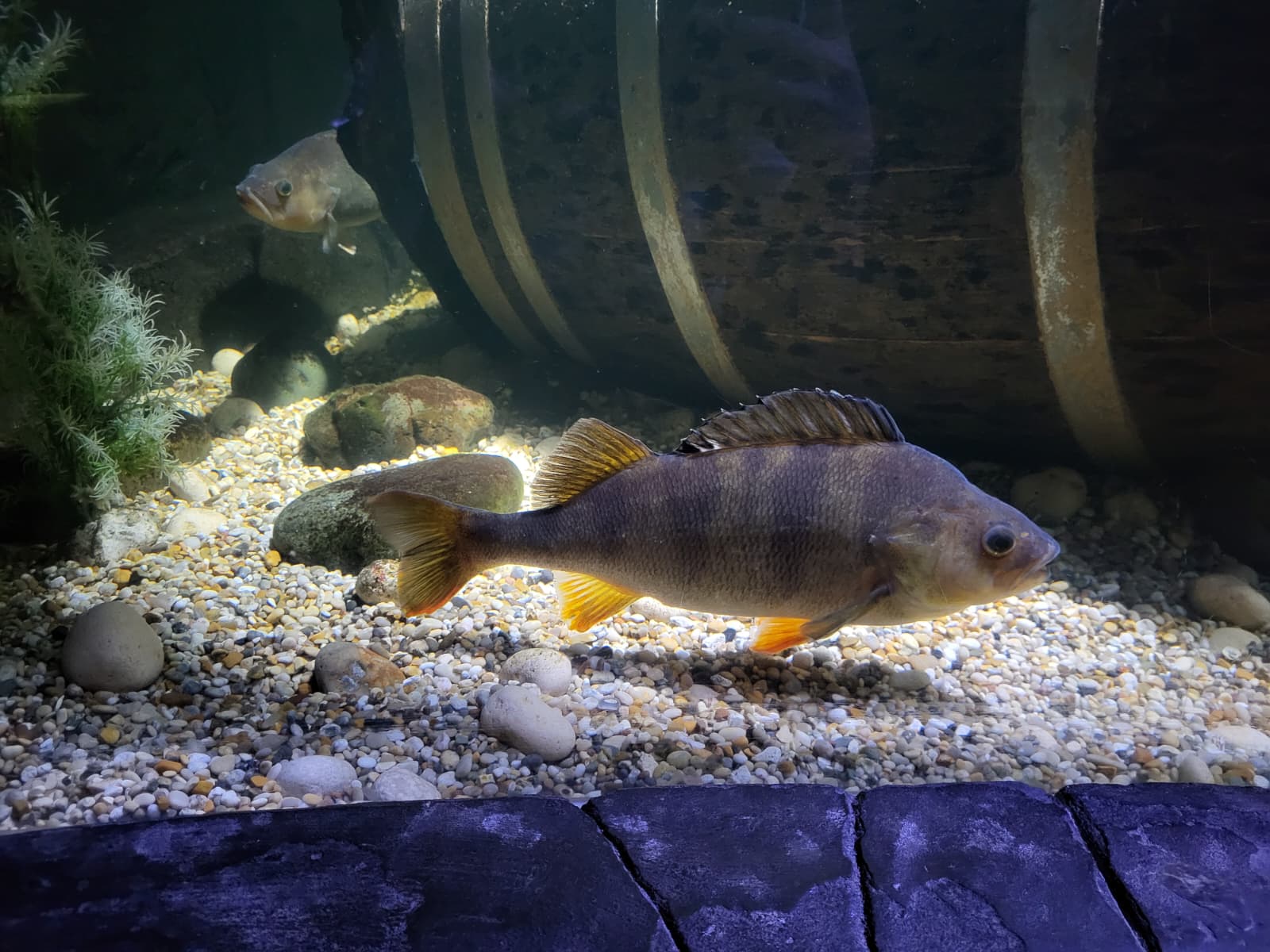 SeaLife2.jpg